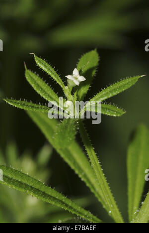 Hackmesser, Galium aparine Stockfoto