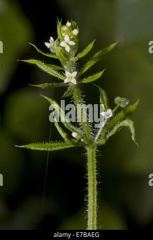 Hackmesser, Galium aparine Stockfoto