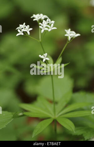 Sweetscented Labkraut, Galium odoratum Stockfoto