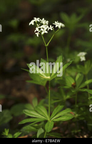 Sweetscented Labkraut, Galium odoratum Stockfoto