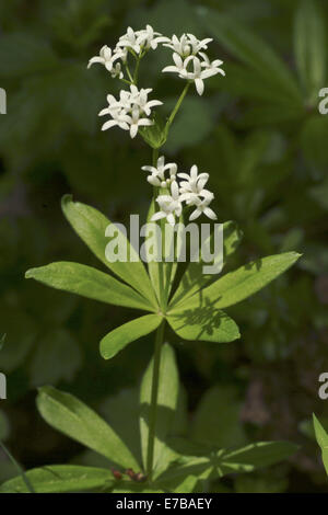 Sweetscented Labkraut, Galium odoratum Stockfoto