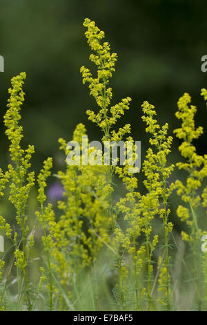 Lady's Labkraut, Galium verum Stockfoto