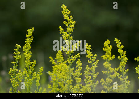 Lady's Labkraut, Galium verum Stockfoto