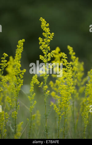 Lady's Labkraut, Galium verum Stockfoto