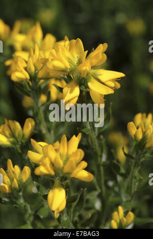 spanischer Ginster Genista hispanica Stockfoto