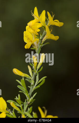 Hairy Greenweed, Genista pilosa Stockfoto