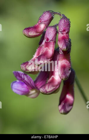 schwarze Erbsen, Lathyrus niger Stockfoto