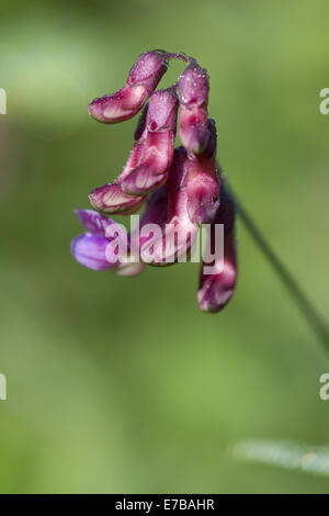 schwarze Erbsen, Lathyrus niger Stockfoto