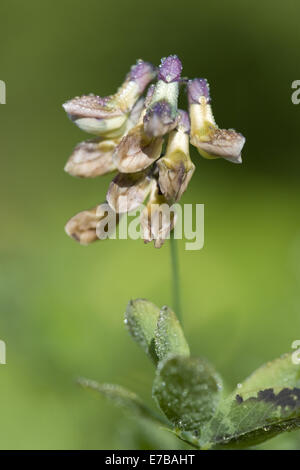 schwarze Erbsen, Lathyrus niger Stockfoto
