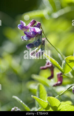 schwarze Erbsen, Lathyrus niger Stockfoto