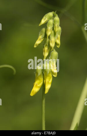 Wiese Vechling, Lathyrus pratensis Stockfoto