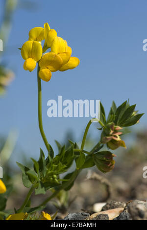 gemeinsame Birdsfoot-Kleeblatt, Lotus corniculatus Stockfoto