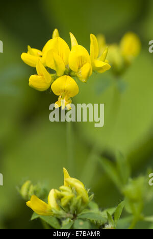 mehr Vogel's – Foot Trefoil, Lotus pedunculatus Stockfoto