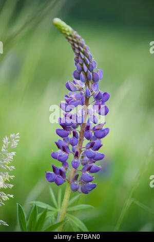 großblättrige lupine, Lupinus polyphyllus Stockfoto