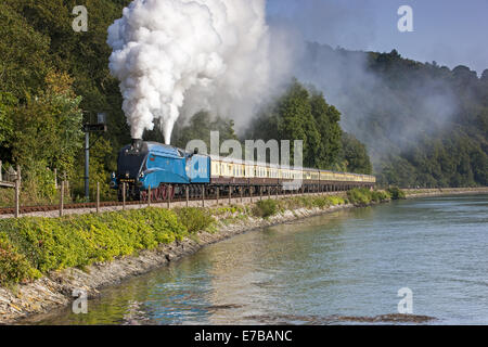 Die Torbay dämpfen aus Kingswear entlang dem Fluss Dart Express Stockfoto