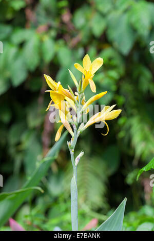 Canna Indica, auch bekannt als Saka Siri, indische Schuss, Canna, Achira, Bandera, Chancle, Indonesien Stockfoto