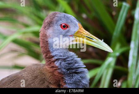 Riesen Holz Schiene (Aramide Ypecaha) Stockfoto