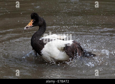 Magpie Goose (Anseranus Semipalmata) Baden Stockfoto