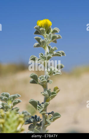 Meer Medick, Medicago marina Stockfoto