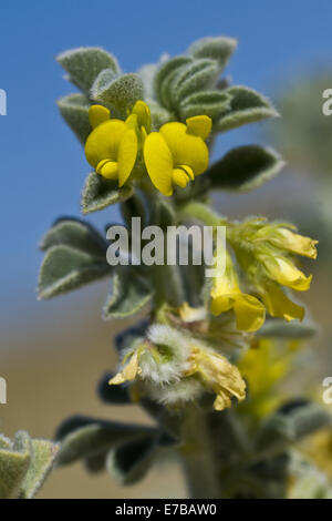 Meer Medick, Medicago marina Stockfoto