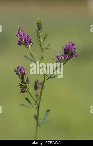 Luzerne Medicago sativa Stockfoto