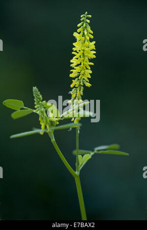 gelber Steinklee, Melilotus officinalis Stockfoto