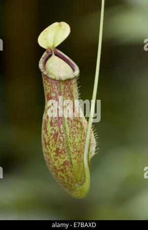 Kannenpflanze Nepenthes smilesii Stockfoto