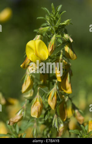 gelbe Restharrow, Ononis natrix Stockfoto