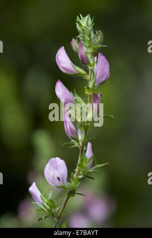 stacheligen Restharrow, Ononis spinosa Stockfoto