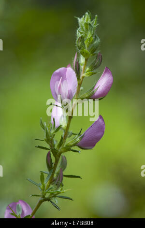 stacheligen Restharrow, Ononis spinosa Stockfoto