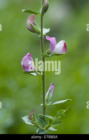 stacheligen Restharrow, Ononis spinosa Stockfoto