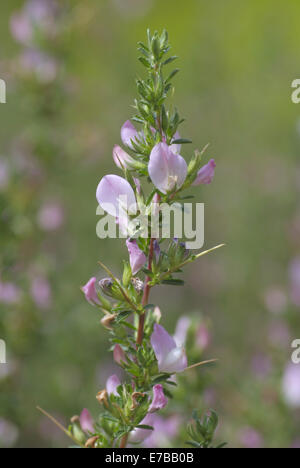 stacheligen Restharrow, Ononis spinosa Stockfoto