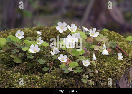 gemeinsamen Sauerklee, Oxalis acetosella Stockfoto