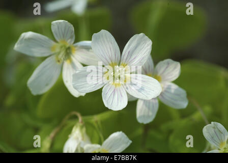 gemeinsamen Sauerklee, Oxalis acetosella Stockfoto