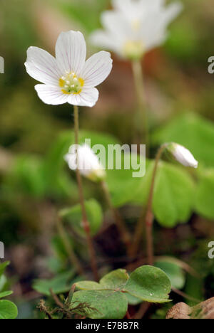 gemeinsamen Sauerklee, Oxalis acetosella Stockfoto