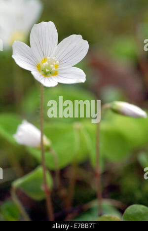 gemeinsamen Sauerklee, Oxalis acetosella Stockfoto