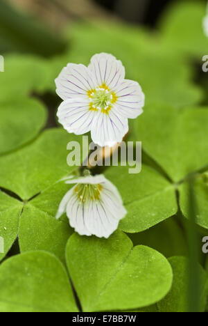 gemeinsamen Sauerklee, Oxalis acetosella Stockfoto