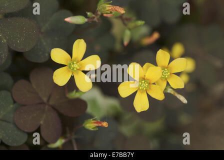 schleichende Woodsorrel, Oxalis corniculata Stockfoto