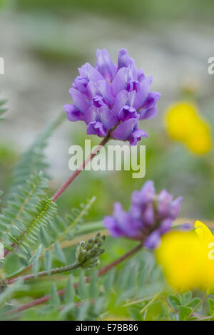 Oxytropis jacquinii Stockfoto