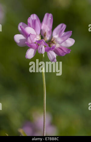 Crown Vetch, Securigera varia Stockfoto