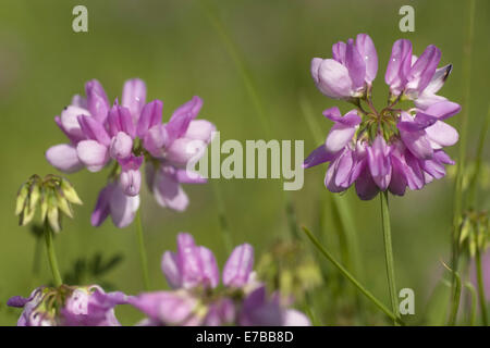 Crown Vetch, Securigera varia Stockfoto