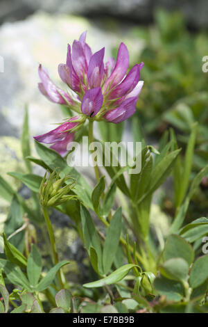 Alpine Klee, Trifolium alpinum Stockfoto