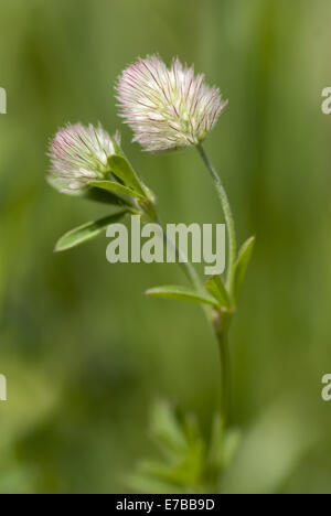 Haresfoot Klee, Trifolium arvense Stockfoto