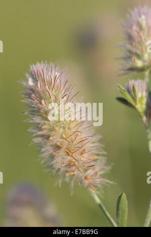 Haresfoot Klee, Trifolium arvense Stockfoto