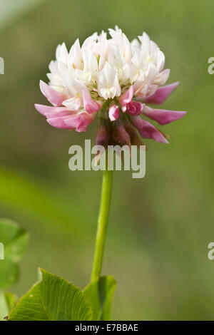 Alsike Clover, Trifolium hybridum Stockfoto