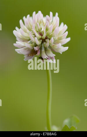 Alsike Clover, Trifolium hybridum Stockfoto