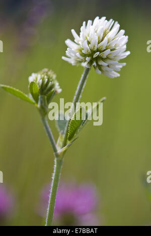 Berg-Klee, Trifolium montanum Stockfoto