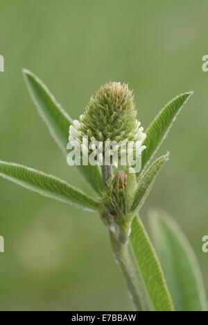 Berg-Klee, Trifolium montanum Stockfoto