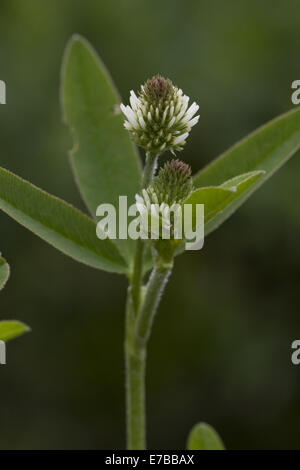 Berg-Klee, Trifolium montanum Stockfoto