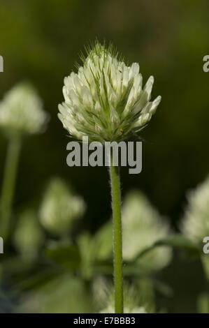 ungarischer Klee, Trifolium pannonicum Stockfoto
